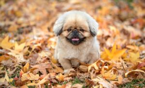 お年玉貯金は何歳から始めるべきか？